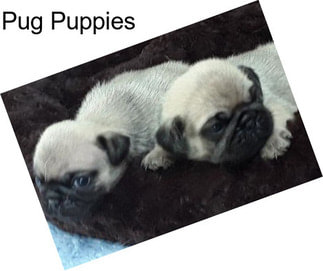 Pug Puppies