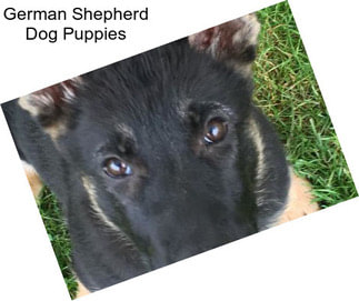 German Shepherd Dog Puppies