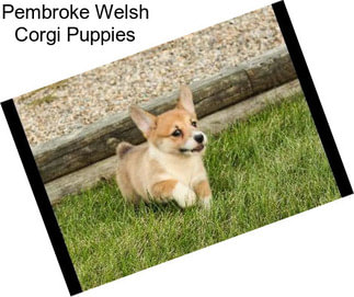 Pembroke Welsh Corgi Puppies