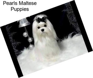 Pearls Maltese Puppies