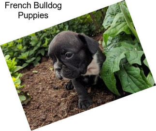 French Bulldog Puppies