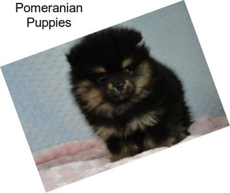 Pomeranian Puppies