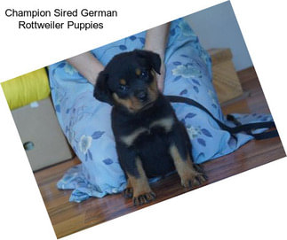 Champion Sired German Rottweiler Puppies