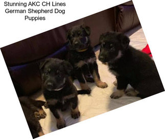 Stunning AKC CH Lines German Shepherd Dog Puppies