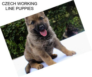 CZECH WORKING LINE PUPPIES