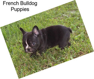 French Bulldog Puppies