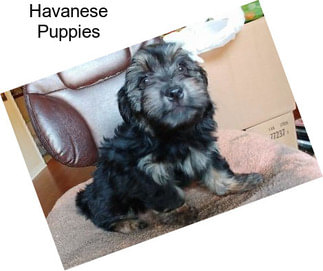 Havanese Puppies