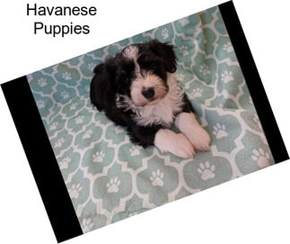 Havanese Puppies