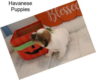 Havanese Puppies