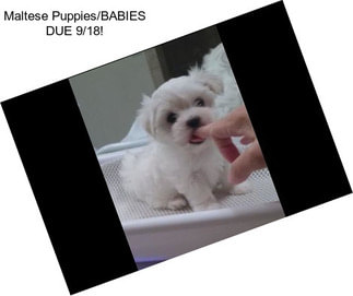 Maltese Puppies/BABIES DUE 9/18!