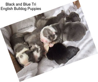 Black and Blue Tri English Bulldog Puppies