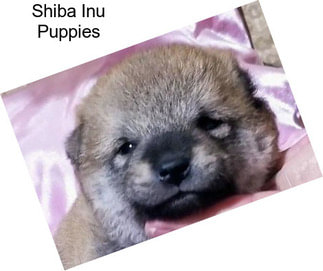 Shiba Inu Puppies