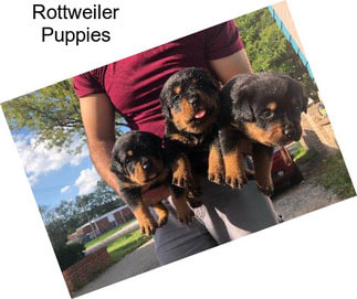 Rottweiler Puppies