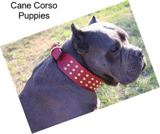 Cane Corso Puppies