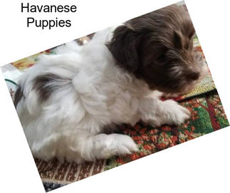 Havanese Puppies