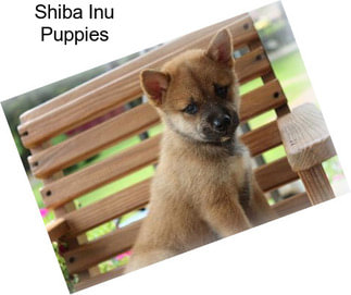 Shiba Inu Dogs For Sale In Tennessee Agriseekcom