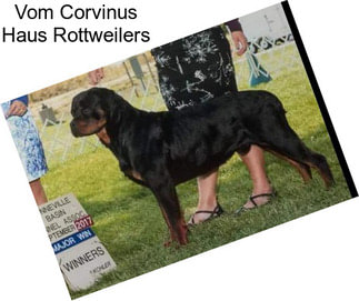 Vom Corvinus Haus Rottweilers