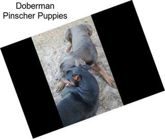 Doberman Pinscher Puppies