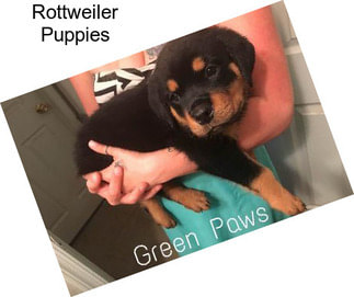 Rottweiler Puppies