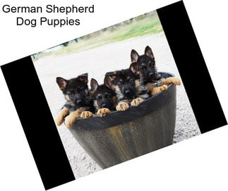 German Shepherd Dog Puppies