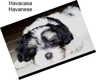 Havacasa Havanese