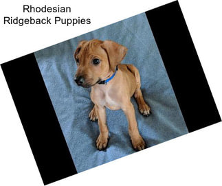 Rhodesian Ridgeback Puppies