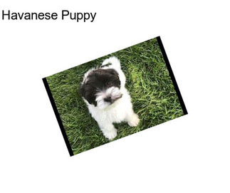 Havanese Puppy