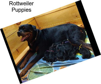 Rottweiler Puppies