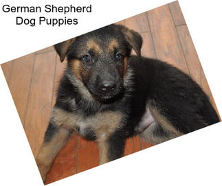 German Shepherd Dog Puppies