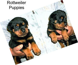 Rottweiler Puppies