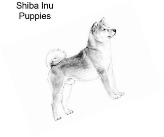 Shiba Inu Dogs For Sale In Tennessee Agriseekcom