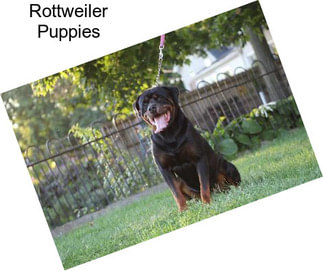 Rottweiler Puppies