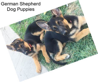 German Shepherd Dog Puppies