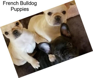 French Bulldog Puppies