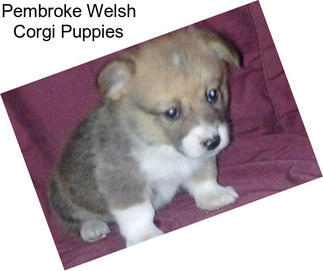 Pembroke Welsh Corgi Puppies