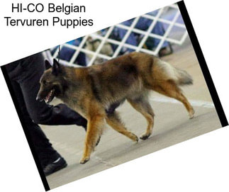 HI-CO Belgian Tervuren Puppies