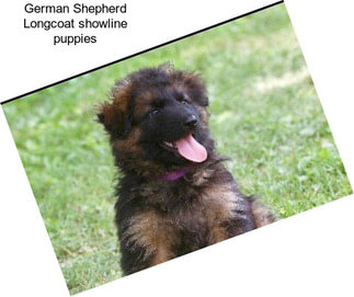 German Shepherd Longcoat showline puppies