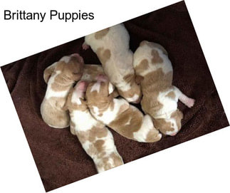 Brittany Puppies