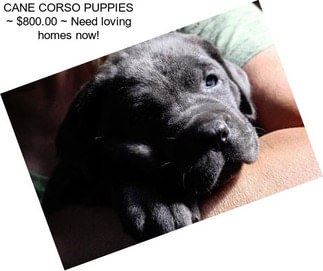 CANE CORSO PUPPIES ~ $800.00 ~ Need loving homes now!