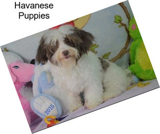 Havanese Puppies