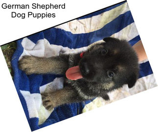 German Shepherd Dog Puppies