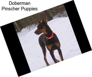 Doberman Pinscher Puppies