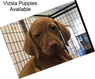 Vizsla Puppies Available