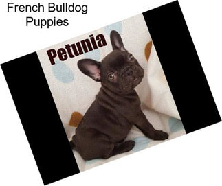 French Bulldog Puppies