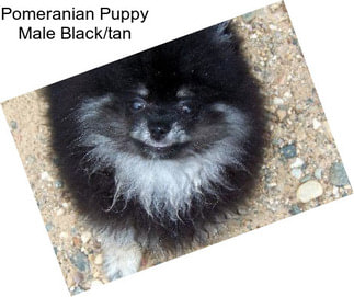 Pomeranian Puppy Male Black/tan