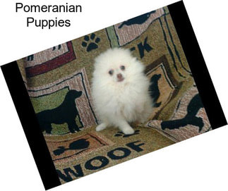 Pomeranian Puppies