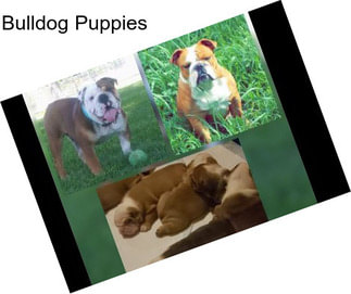 Bulldog Puppies