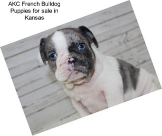 AKC French Bulldog Puppies for sale in Kansas