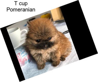 T cup Pomeranian