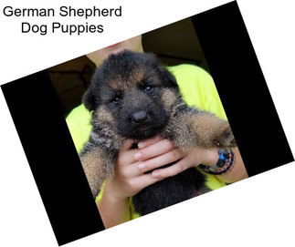 German Shepherd Dog Puppies